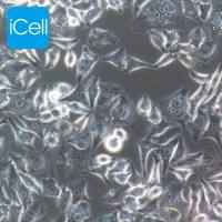 HELA-S3 人宫颈癌细胞/STR鉴定/镜像绮点（Cellverse）