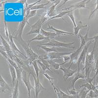 HTMC 人眼小梁网细胞/STR鉴定/镜像绮点生物