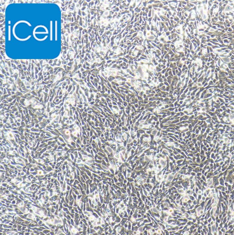 V79 仓鼠肺细胞/种属鉴定/镜像绮点（Cellverse）