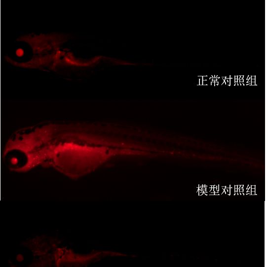 利用斑马鱼模型评价保护肾脏功效