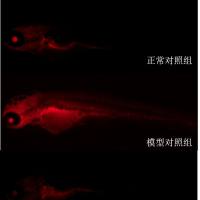 利用斑马鱼模型评价保护肾脏功效
