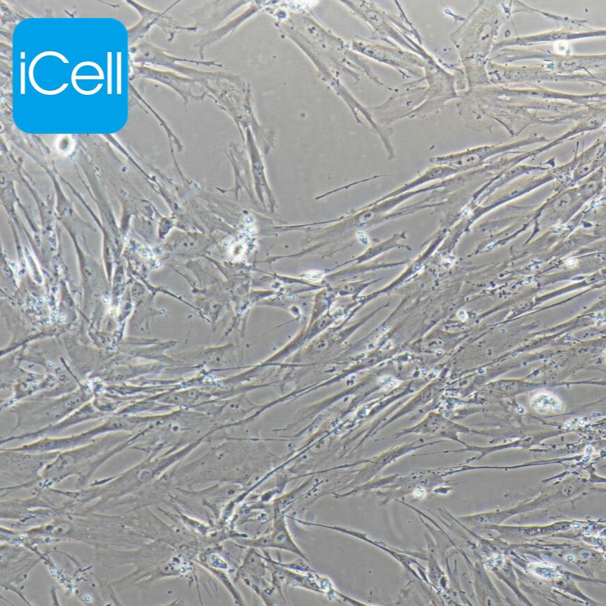 HFL1 人肺成纤维细胞/STR鉴定/镜像绮点（Cellverse）