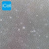 NRK-52E 大鼠肾细胞/种属鉴定/镜像绮点(Cellverse)