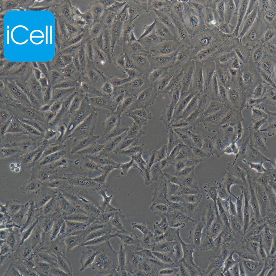 A875 人黑色素瘤细胞/STR鉴定/赛百慷（iCell） 
