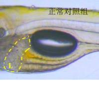 利用斑马鱼模型评价保护肝脏出血作用