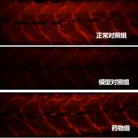 利用斑马鱼模型评价轴索再生作用