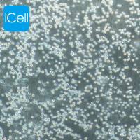 MOLT-4  |  MOLT-4细胞  |  MOLT4细胞  |  MOLT4  |  人急性