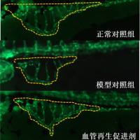 利用斑马鱼模型评价促进血管再生作用