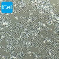 CTX | CTX细胞 | 大鼠脑星形胶质细胞/镜像绮点（Cellverse）