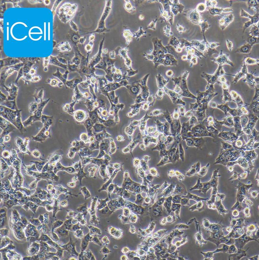 HEPA1-6 小鼠肝癌细胞/种属鉴定/赛百慷（iCell） 