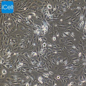 786-O  人肾透明细胞癌细胞/STR鉴定