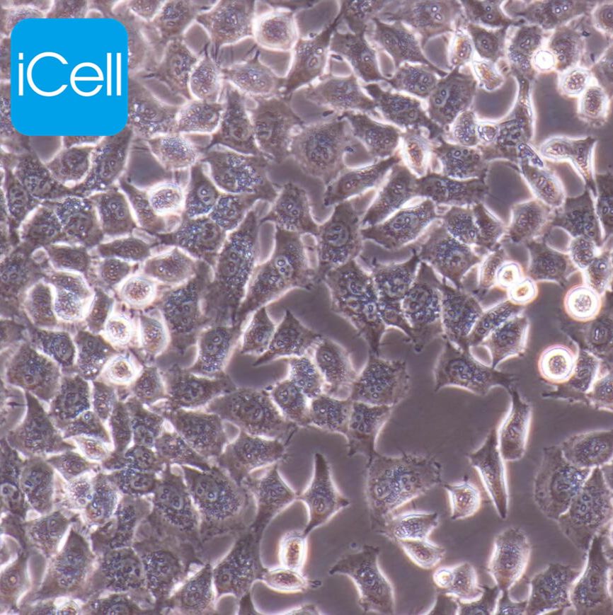 HCC-LM3 高转移人肝癌细胞/STR鉴定/镜像绮点（Cellverse）