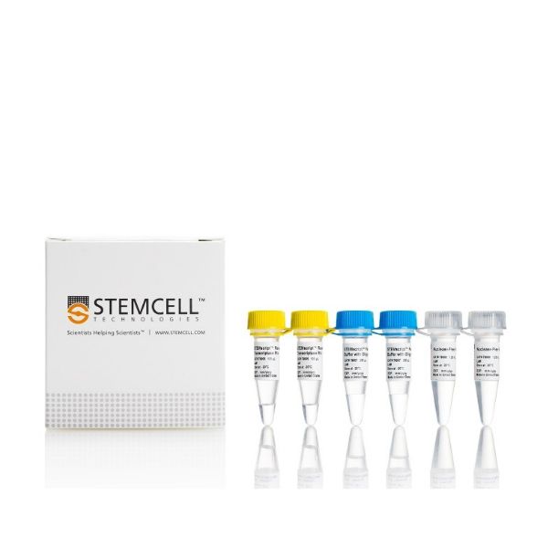STEMscript™ cDNA合成试剂盒