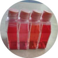 小气道上皮细胞 | 人小气道上皮细胞 | 免疫荧光鉴定 | 镜像绮点生物