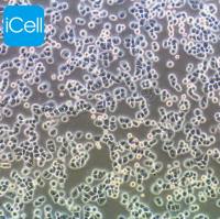 MDA-MB-468、MDA-MB-468细胞、MDAMB468细胞、MDAMB468人乳