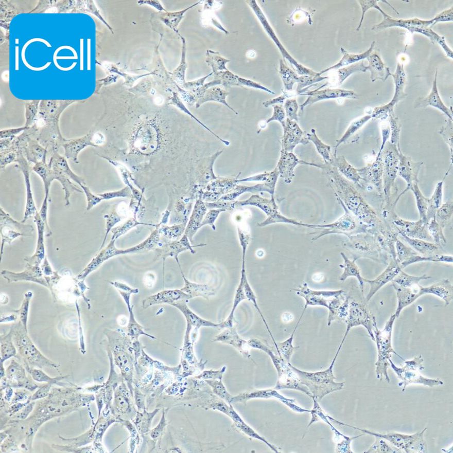 hFOB1.19  人 SV40 转染成骨细胞/STR鉴定/镜像绮点（Cellverse）
