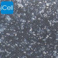 小鼠肾小球系膜细胞 | 肾小球系膜细胞 | 免疫荧光鉴定 | 镜像绮点（Cellverse）