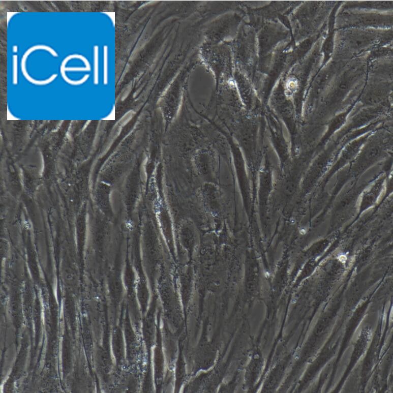人软骨细胞/免疫荧光鉴定/镜像绮点（Cellverse）