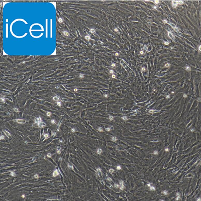 大鼠胰腺星状细胞/免疫荧光鉴定/镜像绮点（Cellverse）
