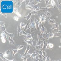 SUP-T1细胞 | SUPT1细胞 | SUP-T1 | SUPT1 | 人T