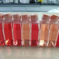 NP69 |NP69细胞|NP-69|NP-69细胞|NP-69人永生化鼻咽上皮细胞/STR鉴定