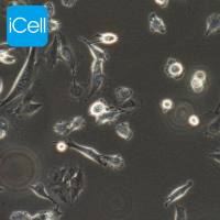 MDA-MB-435s、MDA-MB-435s细胞、MDAMB435s细胞、MDAMB435s