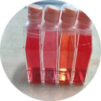 人前脂肪细胞 / 免疫荧光鉴定 / 镜像绮点（Cellverse）