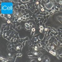 BGC-823 人胃腺癌细胞/STR鉴定/镜像绮点(Cellverse)