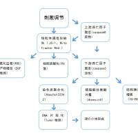 细胞、组织TUNEL凋亡染色实验服务