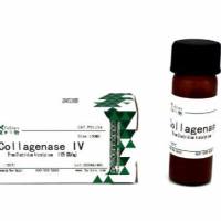 胶原蛋白酶 来源于溶组织梭菌 Type Ⅳ,≥125 CDU/mg