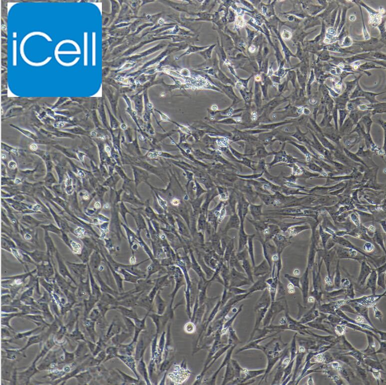 大鼠主动脉平滑肌细胞/免疫荧光鉴定/镜像绮点（Cellverse）