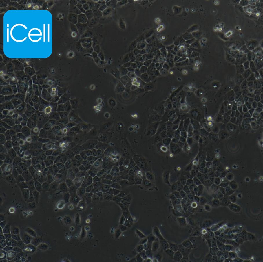 A431 人表皮癌细胞/STR鉴定/镜像绮点（Cellverse）