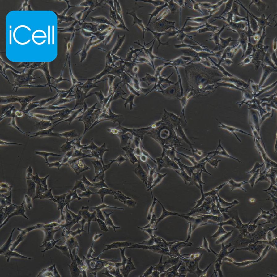B16-F10 小鼠黑色素瘤细胞/赛百慷（iCell） 