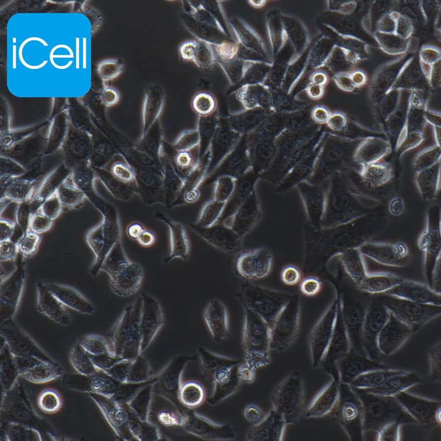 Hep-3B2.1-7 人肝癌细胞/STR鉴定/镜像绮点（Cellverse）