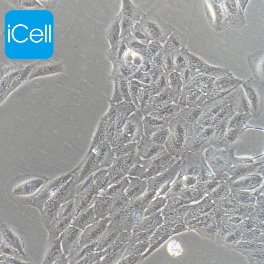 HBL-100 人整合SV40基因的乳腺上皮细胞/STR鉴定