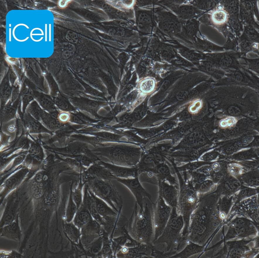 C2C12  小鼠成肌细胞  种属鉴定  赛百慷（iCell）