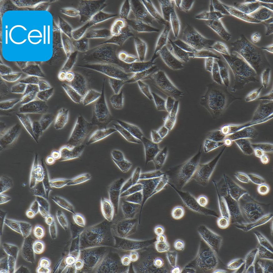 CHO-K1 中国仓鼠卵巢细胞/镜像绮点（Cellverse）