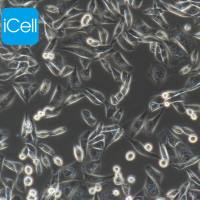 CHO-K1 中国仓鼠卵巢细胞/镜像绮点（Cellverse）