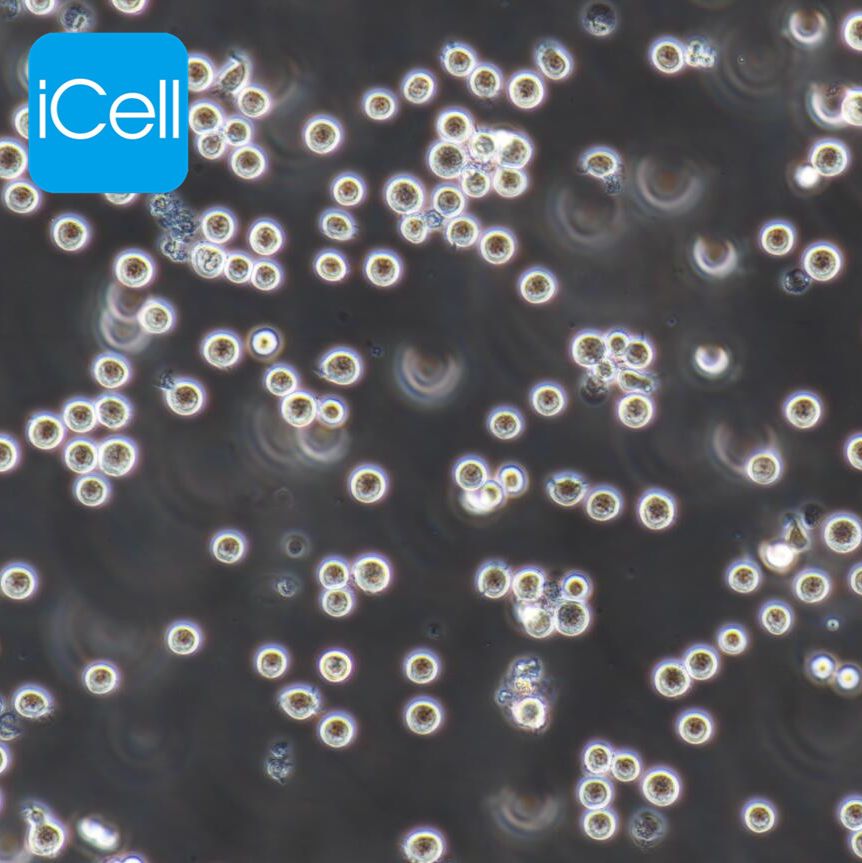 COC1 人卵巢癌细胞/STR鉴定/镜像绮点（Cellverse）