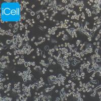 LLC 小鼠Lewis肺癌细胞/LLC细胞/LLC细胞/镜像绮点（Cellverse）