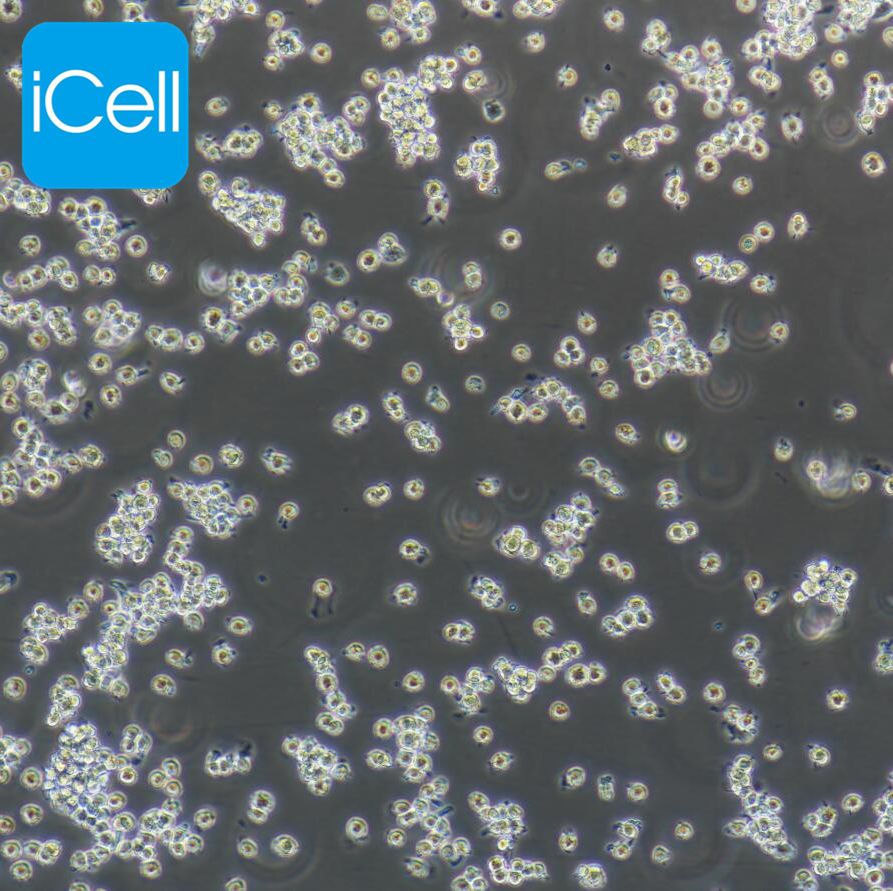 NR8383 大鼠肺泡巨噬细胞/种属鉴定/镜像绮点（Cellverse）
