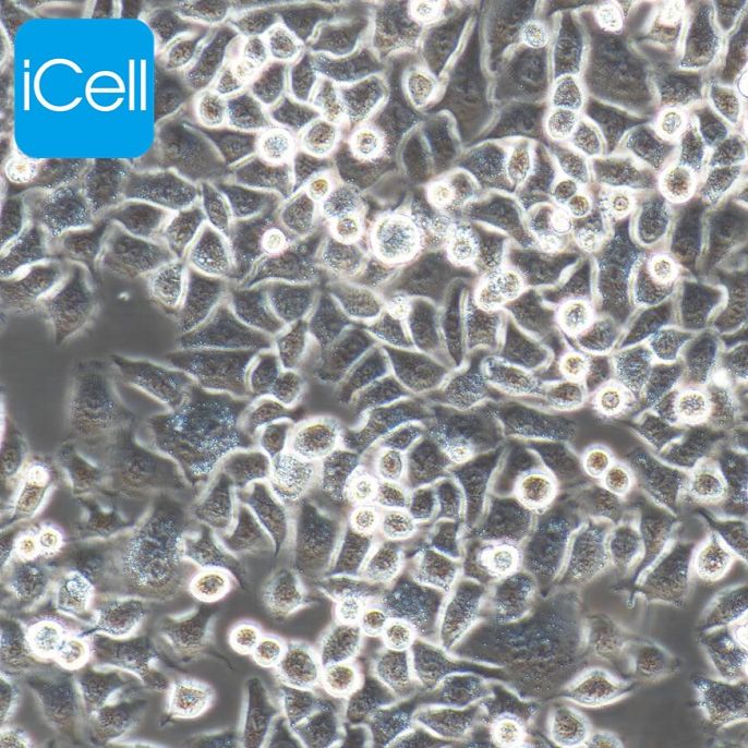 LTPA 小鼠胰腺癌细胞/种属鉴定/镜像绮点（Cellverse）