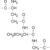 2922-56-7/S-Methylglutathione