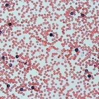 碱性磷酸酶染色实验服务