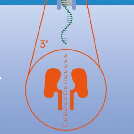 多组学研究利器：ONT Direct RNA全长转录组测序