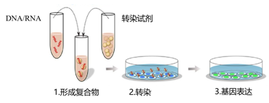 转染效率低？小翊手把手教你做转染实验