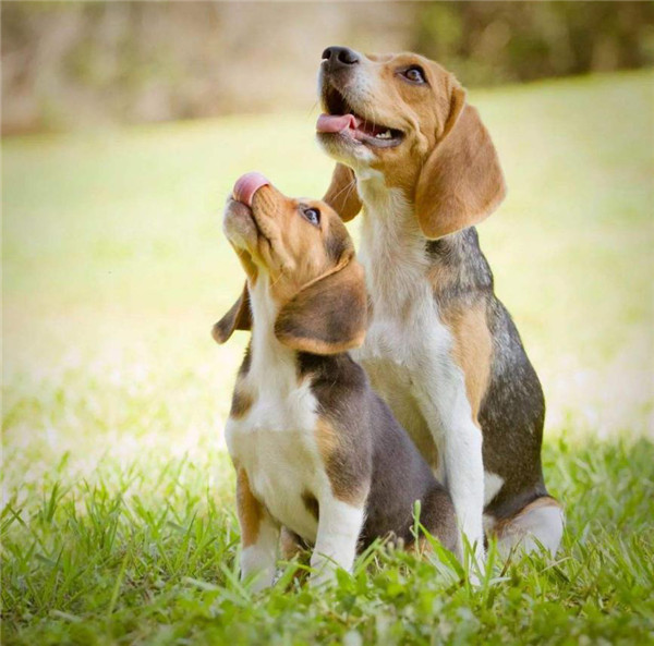 表观遗传之DNA甲基化<一>