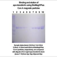 BioMag Plus Concanavalin A