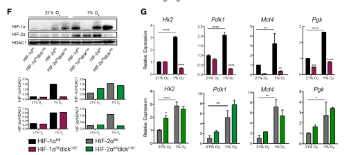 Ruskinn低氧工作站细胞免疫治疗领域研究——细胞毒性T细胞HIF-1a/VEGF-A轴调节肿瘤进展