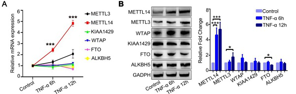 河南省人民医院李牧蔚团队揭示m6A修饰在动脉粥样硬化中的作用